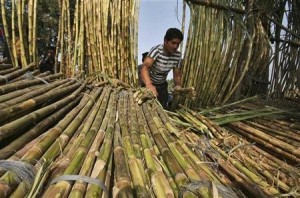 Sugar Cane in Maharashtra Photo: news yahoo