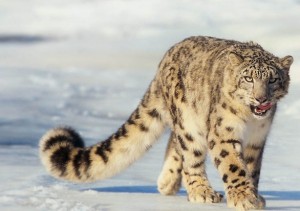Photo: snowleopard.org