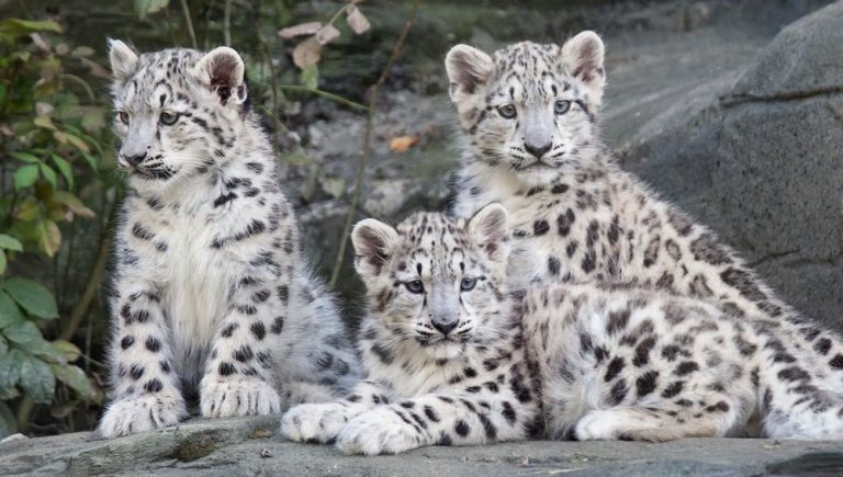 The Snow Leopard in Himachal Pradesh - Tibetan Magazine for Tibet News ...